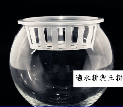 坡璃花瓶 圓球 水耕 植物栽培皿 大號