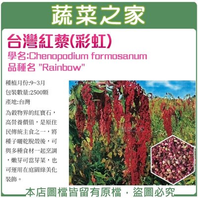 【蔬菜之家滿額免運】H49.台灣紅藜(彩虹)種子2500顆(未脫殼)/為穀物界的紅寶石，高營養價值.可與多種食材一起烹調