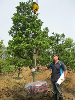 (青山園藝)象牙木.頭俓10~20cm.高度2~5米. 紫檀真柏桂花樹葡萄楊梅黑松梔子花含笑毛柿