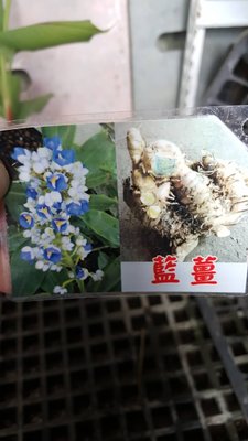 ╭＊田尾玫瑰園＊╯香料植物-(泰國黑薑)藍薑5吋盆400元