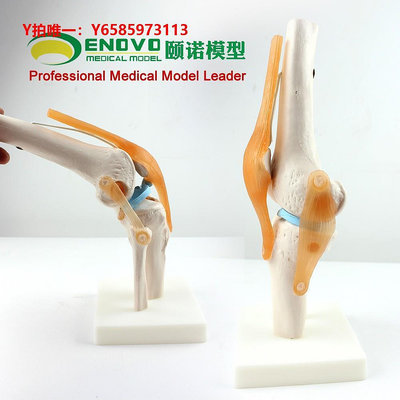 人體骨骼模型ENOVO頤諾人體功能性膝關節韌帶模型膝關節模型骨科教學