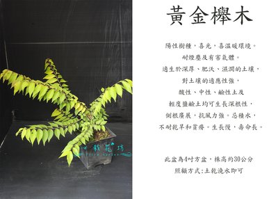 心栽花坊-黃金櫸木/綠籬植物/綠化植物/售價600特價500
