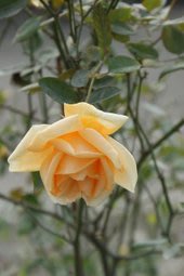 希靈登女士 六吋盆 有最香的茶香氣味的玫瑰 ~悠遊山城~~特價350