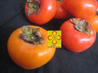 ╭☆東霖園藝☆╮柿子類水果苗(甜柿)富有柿--高山種植