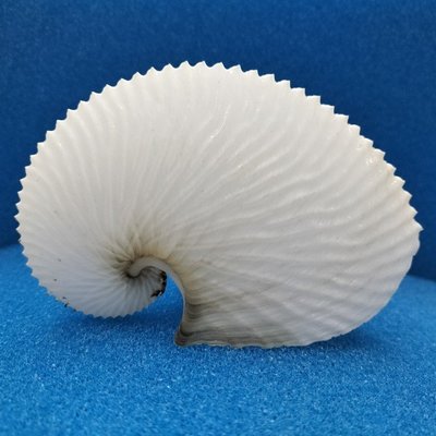 扁船蛸天然貝殼海螺收藏標本擺件~定價
