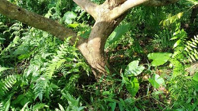 黃花梨木(降香黃檀) ,樹徑 20~25cm