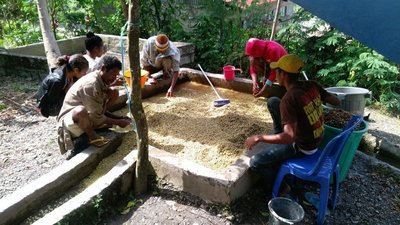 《金谷65番咖啡×接單新鮮現烘》東帝汶 曼特寧 East Timor 世界特色咖啡豆產地 450g