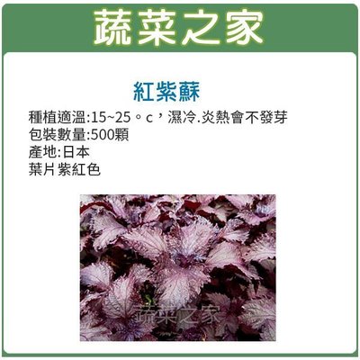 【蔬菜之家滿額免運】F08.紅紫蘇種子0.65克(約500顆)(日本進口，葉片紫紅色 .蔬菜種子)