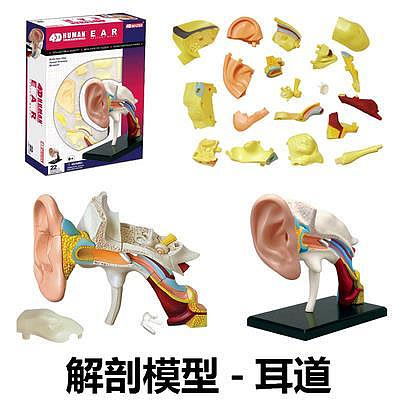 模型4D MASTER人體拼裝模型玩具內臟心臟眼球耳朵牙齒骨骼用教具