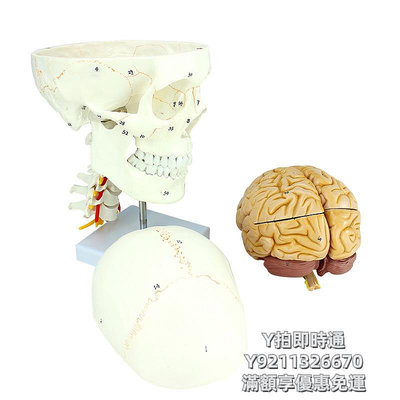 人體模型QLC/L001_學人體顱骨大腦模型神經外科解剖可拆帶磁_數標69CPST