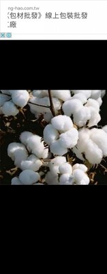 棉花種子 鮮採棉花種子