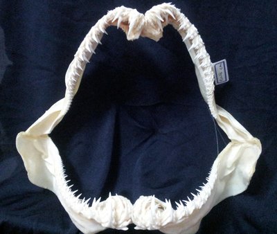 [沙虎鯊嘴牙]33公分沙虎鯊Sand tiger魚嘴.專家製作雪白無魚腥味!.非常稀有鯊類! 是標本也是掛飾.#19!.