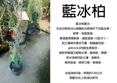 心栽花坊-藍冰柏/8吋/綠化植物/綠籬植物//松/杉/柏/檜/售價3000特價2500
