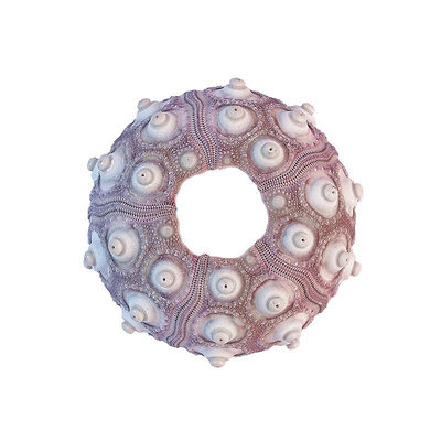 天然海螺貝殼海膽芯手工創意diy地中海北歐裝飾地台擺件收藏藝術熱心小賣家