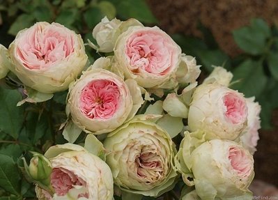 歐月庭院盆栽嫁接樹狀月季樹形樹樁月季玫瑰花苗大花植物濃香當年開花1入/6吋