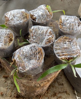 鹿角蕨-澳洲細葉二叉 3吋軟盆