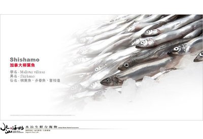【水汕海物】北美加拿大柳葉魚(喜相逢)(爆卵)。『實體店面、品質保證』