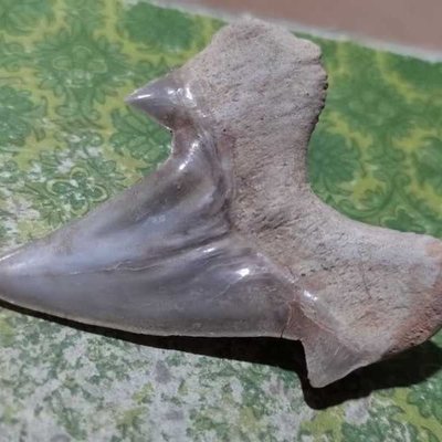 精品特大鯊魚牙齒古生物化石石奇石教學科普珍藏品標本摩洛哥觀賞凌雲閣化石隕石 促銷