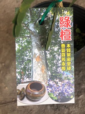 花花世界-常綠喬木*綠檀樹苗*-玉檀/8吋盆/高60-80公分/MA