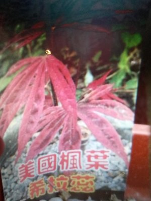 高度含花盆約有100公分老盆養多年粗頭大樹型美國品種全年葉子都是紅色帶黑色紋路紅楓樹槭樹名字叫希拉蕊，4900元郵局免運
