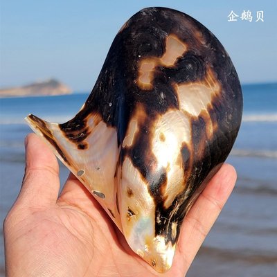 【熱賣精選】天然大貝殼海螺企鵝貝魚缸造景裝飾海洋標本收藏海星送禮，
