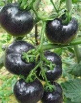 荷蘭黑法師番茄種子(約5顆)