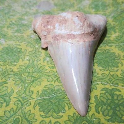 精品特大鯊魚牙齒古生物化石奇石原石教學標本珍藏索克蟲三葉蟲凌雲閣化石隕石 促銷