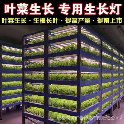 110v臺灣專供 LED紅藍白植物生長燈 大棚蔬菜工廠室內水培葉菜 全光譜T8補光燈管 WLLL