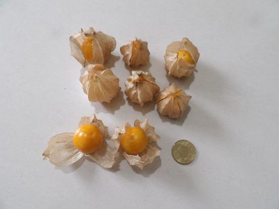 黃金莓.燈籠果.--種子65粒40元