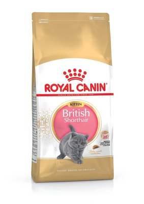 法國皇家英國短毛幼貓----10公斤