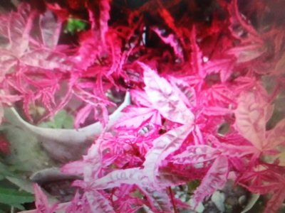特殊少見的日本品種紅楓樹槭樹高度約有90公分名字叫紅小袖，老粗頭造型漂亮，植株健壯粗支長新芽中鮮豔紅色葉子帶黑色紋路小葉