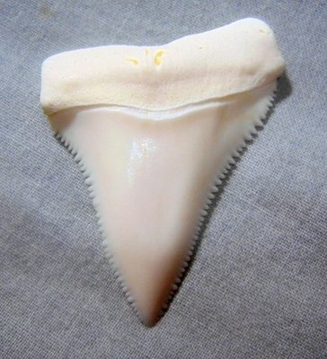 (大白鯊牙) 4.6公分真正大白鯊(上鍔)鯊魚牙..無刮痕無缺齒. A標本級. 稀有! 獨家! GWT463507