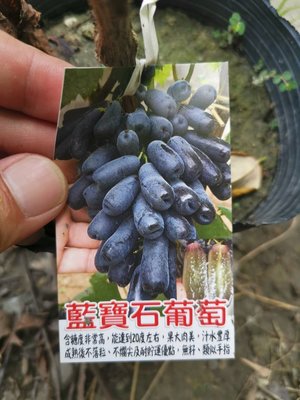 ╭＊田尾玫瑰園＊╯新品種水果苗-(藍寶石葡萄)高1尺300元