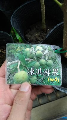 ╭☆東霖園藝☆╮水果苗(白柿)白人心果---新興果樹--嫁接苗  冰淇淋果W4