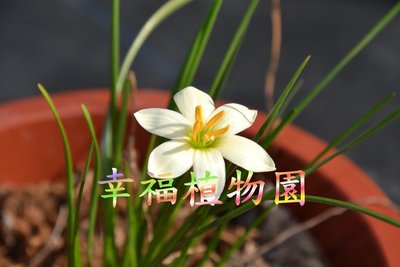 [幸福植物園]風雨蘭 檸檬糖(5球)(Zephyranthes candida Lemon Drops)