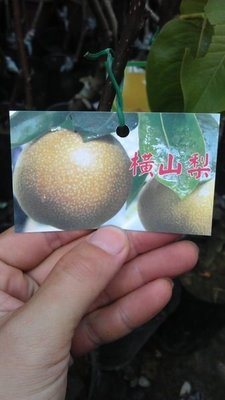 ╭☆東霖園藝☆╮水果苗(橫山梨)粗梨..種植2-3年可見果 大尺寸