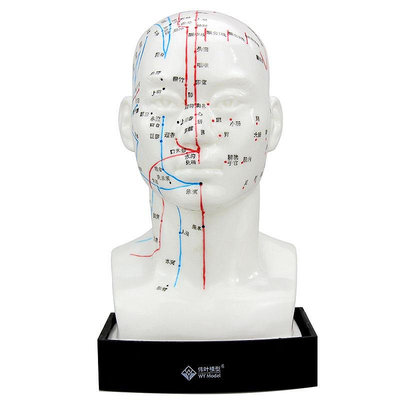 頭部模型針灸穴位模型 人體頭部針灸模型頭針模型人頭穴位模型