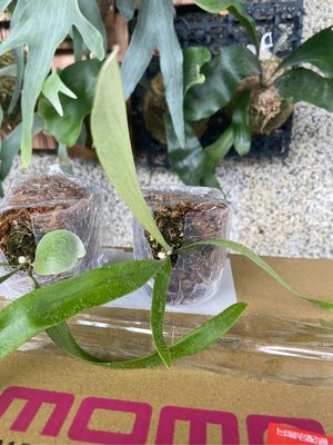深綠交爪哇鹿角蕨-側芽-療癒植物-文青、蕨類、雨林植物-IG網紅-室內-天南星-觀葉