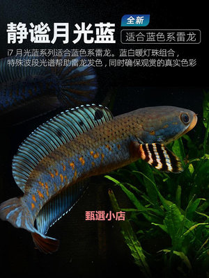 精品吉印雷龍魚魚燈增艷巴卡雷龍增色魚缸燈雷龍發色專用魚缸燈雷龍燈