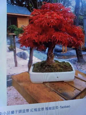 特殊少見日本紅楓樹名字叫做獅子頭，老粗頭上下都有接枝矮霸造型漂亮特點葉子捲捲的很密集像獅子頭4600元郵局嘉里免運好種植