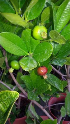 百果種苗園※巴西甜櫻桃※新品水果