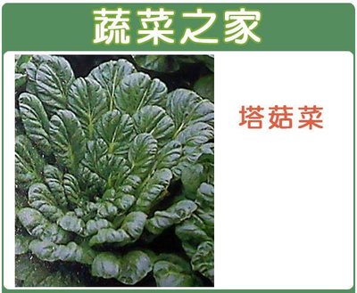 【蔬菜之家滿額免運】A39.塔菇菜種子800顆(日本進口蹋稞菜 、烏塌菜.蔬菜種子)