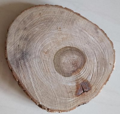 香樟木原木片 帶皮原木樟樹塊 小葉香樟 餐桌墊 直徑約14-15cm 厚約2cm 1片 每一片樹芯部都開裂