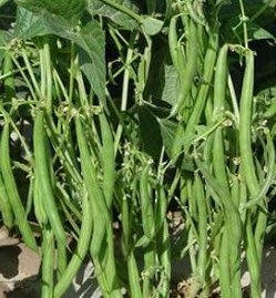 盆栽矮種四季豆種子~株高50cm，無須支架5入種子
