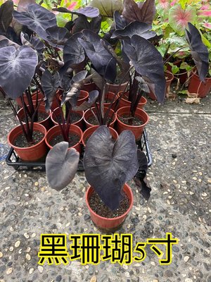 水芋 那裏買最便宜與商品比價 21年11月 飛比價格