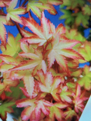特殊少見的日本小葉品種紅楓樹名字叫做琴丸，老粗頭老盆養多年造型漂亮小品盆栽，好種植喜歡全日照潮濕的環境2680元超商免運