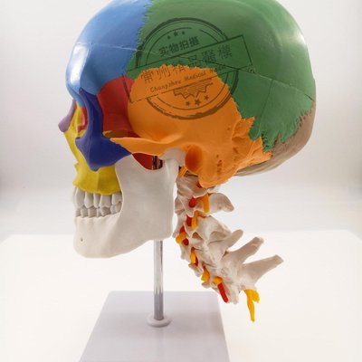 促銷打折 頭顱骨頭骨教學仿真顱骨模型骷髏頭模型功能分區彩色頭顱著色頭骨~