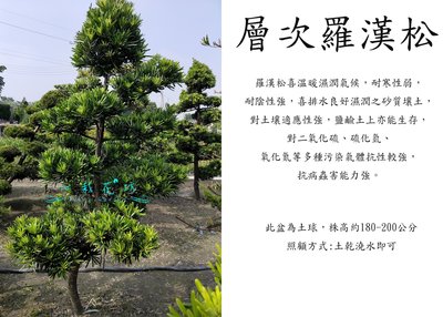 心栽花坊-羅漢松/自運/土球/層次/樹型隨機/造型樹/綠境/綠籬植物/售價7000特價6000