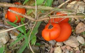 農產刺茄(鈕仔茄)種子 種子 (蔬果類種子)每包約30粒