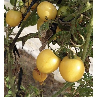 ↖檸檬黃蕃茄　(種子)　↗